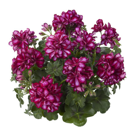 Geranium hang ‘Maxima’ - hangende geranium