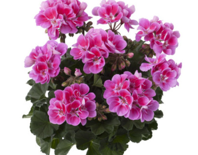 Geranium staand ‘Raiko’ - staande geranium