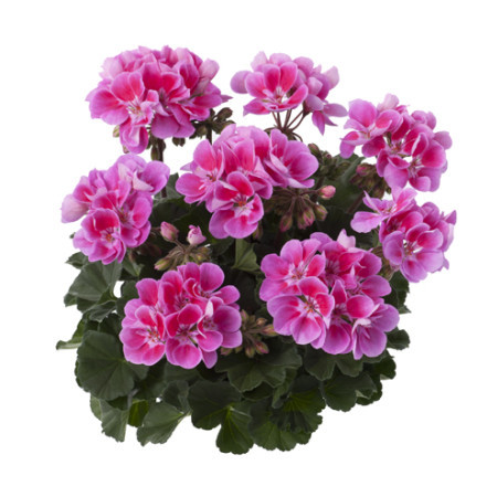 Geranium staand ‘Raiko’ - staande geranium