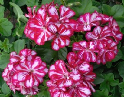 Geranium hang ‘Mariska’