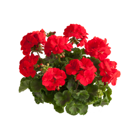 Geranium staand ‘Senna’ - staande geranium