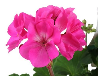 Geranium staand ‘Shocking Pink’ - staande geranium