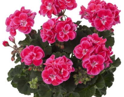 Geranium staand ‘Tammo’