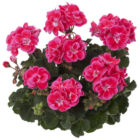 Geranium staand ‘Tammo’ - staande geranium