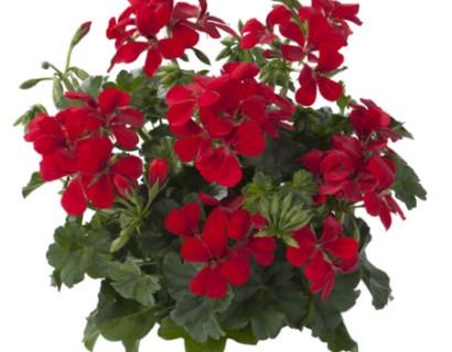 Geranium hang ‘Gabry’ - hangende geranium