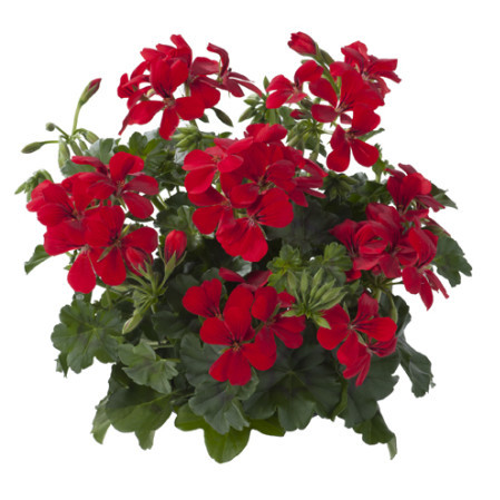 Geranium hang ‘Gabry’ - hangende geranium