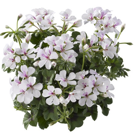 Geranium hang ‘Villetta Wit’ - hangende geranium