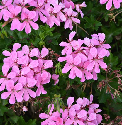 Geranium balkonhanger paars ‘Oostenrijker’ - Oostenrijkse hangende geranium