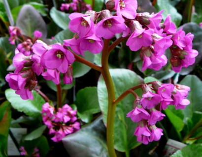 Bergenia ‘Ouverture’ (grote pot)