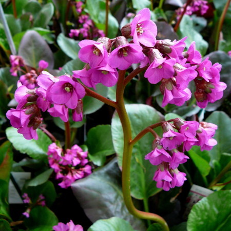 Bergenia ‘Ouverture’ (grote pot) - schoenlappersplant