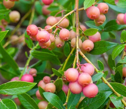 Vaccinium corymbosum ‘Pink Lemonade’ - roze bosbes