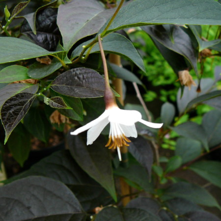 Styrax jap. ‘Evening Light’ - storaxboom