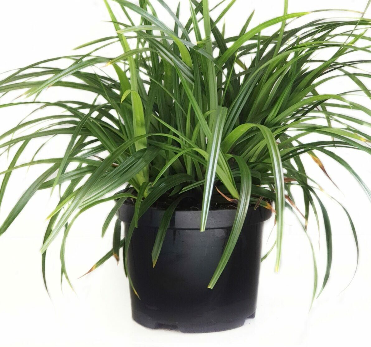 Carex ‘Irish Green’ pot 2 liter