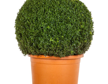 Buxus sempervirens bol 90 cm SUPERPROMO  NU 50 euro - palm