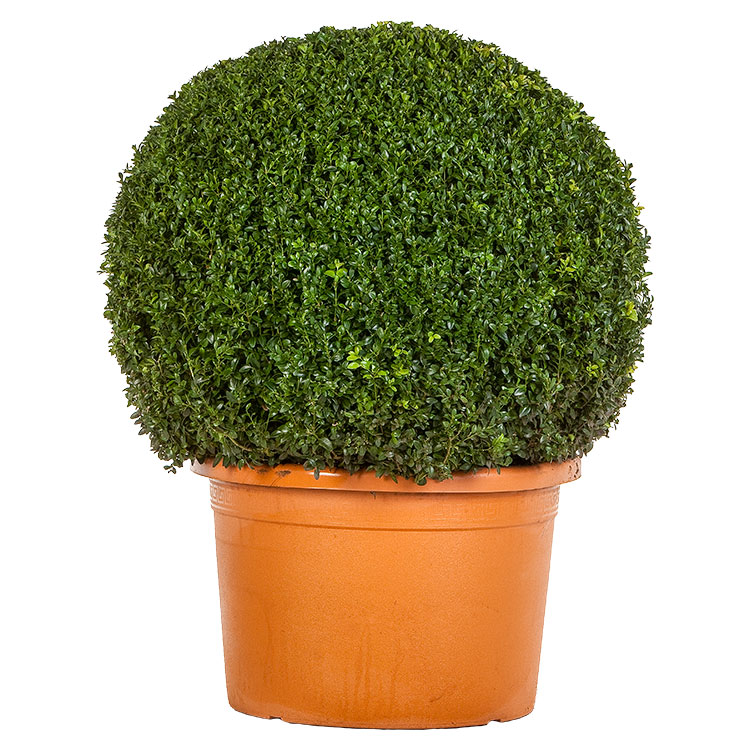 Factureerbaar Doornen Uitsteken Buxus sempervirens bol 85 cm PROMO - Maréchal