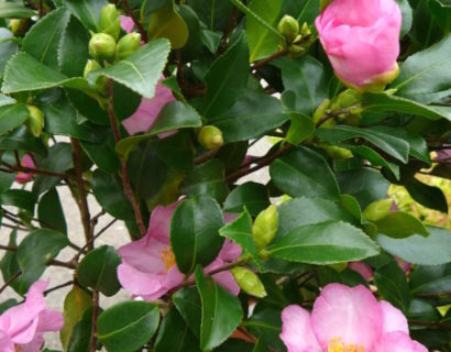 Camellia sasanqua ‘Cleopatra’