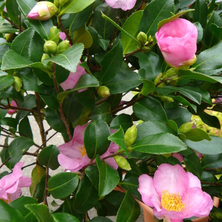 Camellia sasanqua ‘Cleopatra’ - Camellia