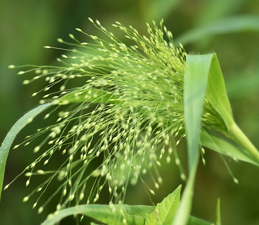Panicum virgatum ‘Northwind’ - vingergras