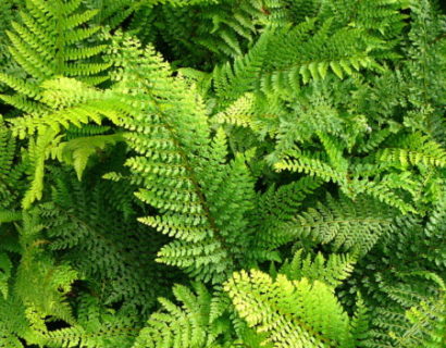 Polystichum setiferum ‘Proliferum’ - zacht naaldvaren, broedvaren