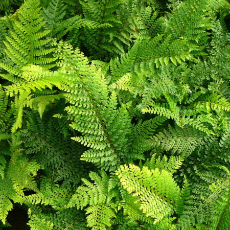 Polystichum setiferum ‘Proliferum’ - zacht naaldvaren, broedvaren