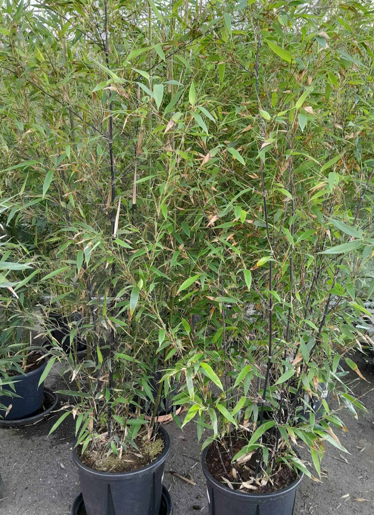Phyllostachys aurea - reuzebamboe