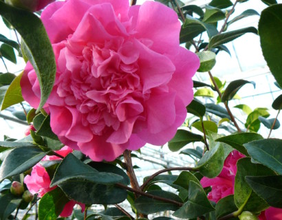 Camellia japonica ‘Debbie’ - Camellia