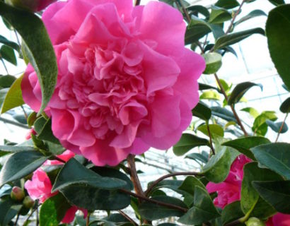 Camellia xwilliamsii ‘Debbie’