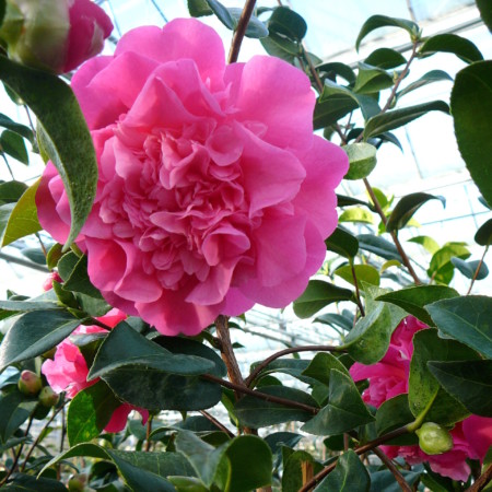 Camellia williamsii ‘Debbie’ - Camellia