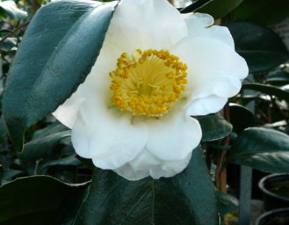 Camellia japonica ‘Alba Simplex’