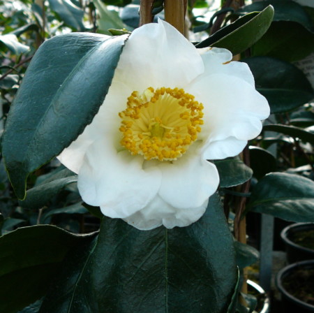 Camellia japonica ‘Alba Simplex’ - Camellia