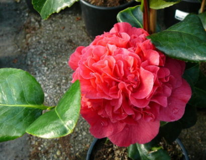 Camellia jap. ‘Kramer’s Supreme’ - Camellia