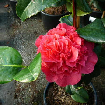 Camellia jap. ‘Kramer’s Supreme’ - Camellia