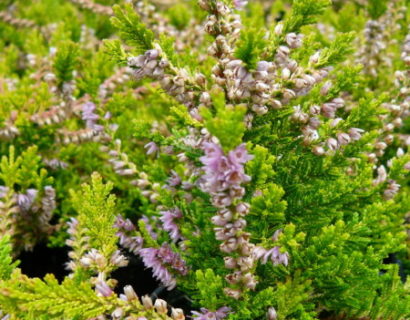 Calluna vulgaris ‘Boskoop’ - zomerheide, struikheide