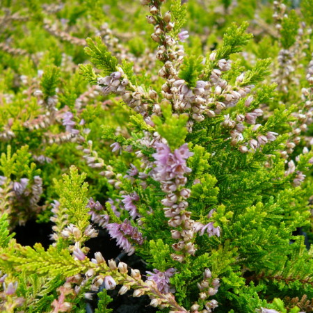 Calluna vulgaris ‘Boskoop’ - zomerheide, struikheide