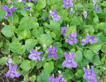 Viola odorata - maarts viooltje