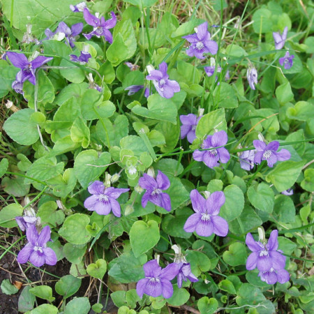 Viola odorata - maarts viooltje