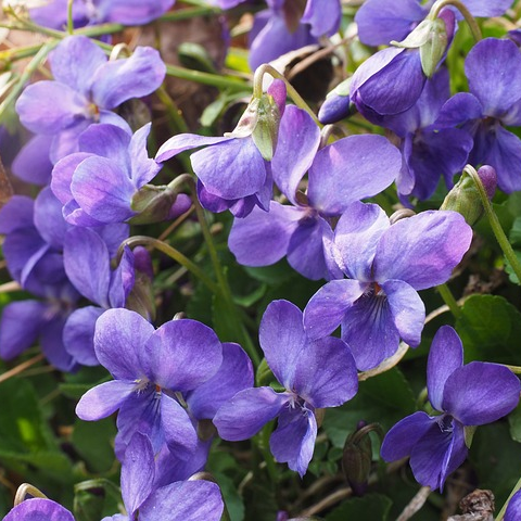 Viola odorata - maarts viooltje