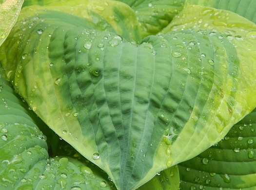 Hosta ‘Gold Standard’ - Hartlelie