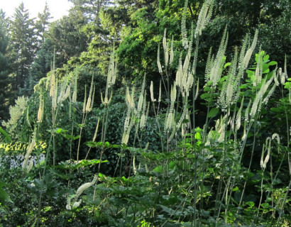 Actaea racemosa - zilverkaars / Christoffelkruid