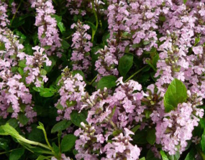 Ajuga reptans ‘Rosea’ - zenegroen