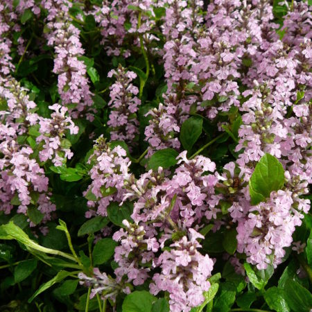 Ajuga reptans ‘Rosea’ - zenegroen