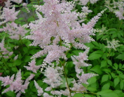 Astilbe ‘Peach Blossom’