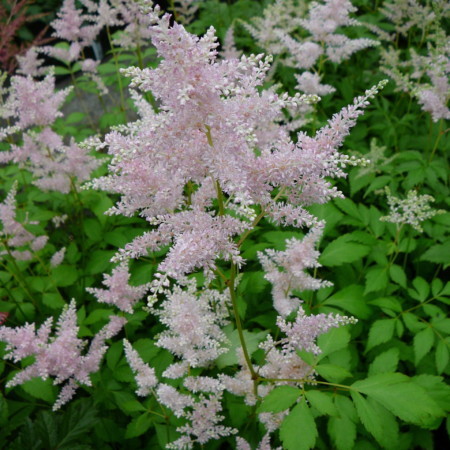 Astilbe ‘Peach Blossom’ - pluimspirea