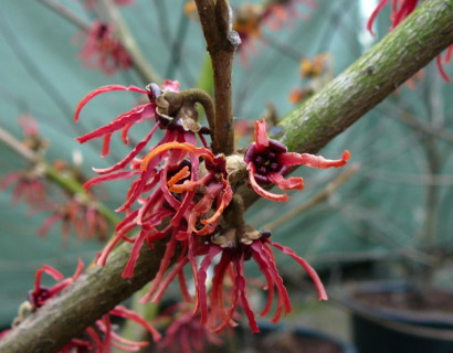 Hamamelis intermedia ‘Rubin’ - Toverhazelaar