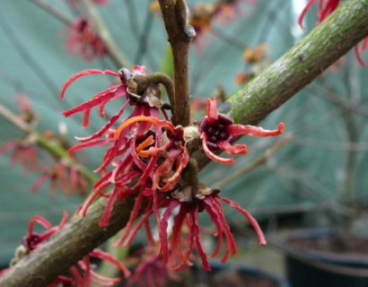 Hamamelis intermedia ‘Rubin’ - Toverhazelaar