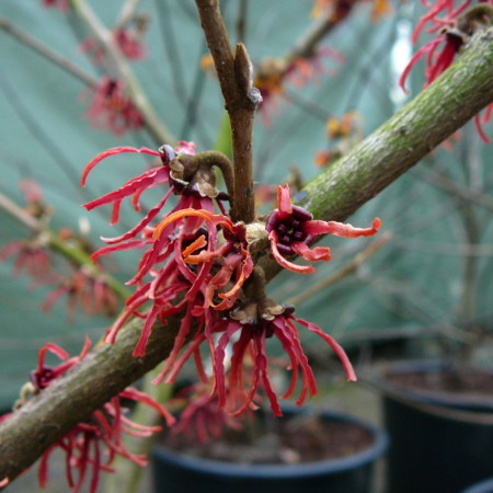 Hamamelis intermedia ‘Rubin’ - Toverhazelaar