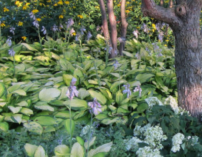 Hosta ‘Gold Standard’ - Hartlelie