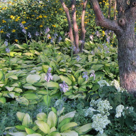 Hosta ‘Gold Standard’ - Hartlelie