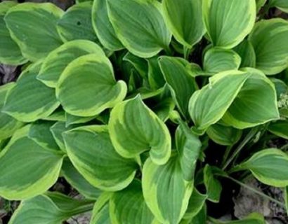 Hosta ‘Golden Tiara’