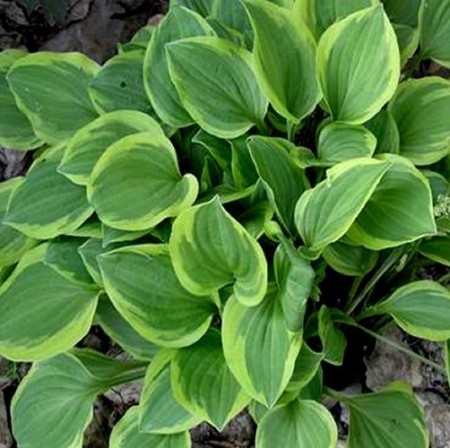 Hosta ‘Golden Tiara’ - Hartlelie